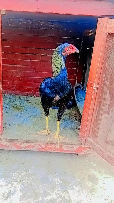 asil Heya wali murghi