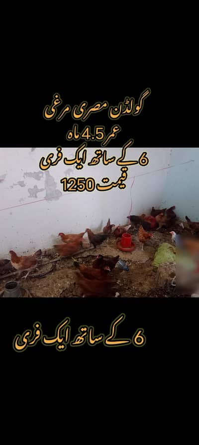 Ando wali Murgii || Golden Misri || Desi Murgi || female hen