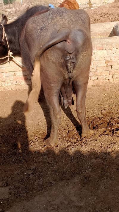 ۹ماھ ۱۰ دن گھبن