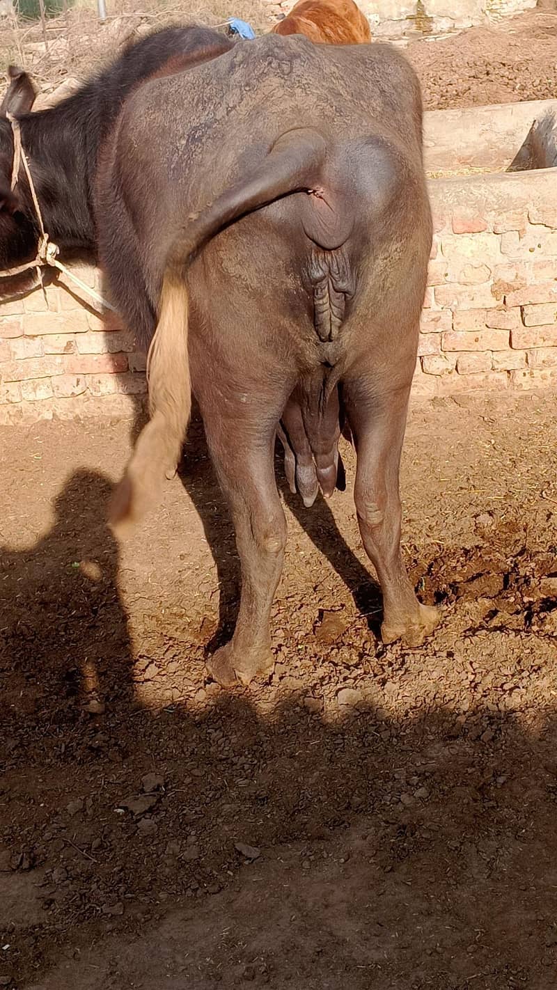 ۹ماھ ۱۰ دن گھبن 0