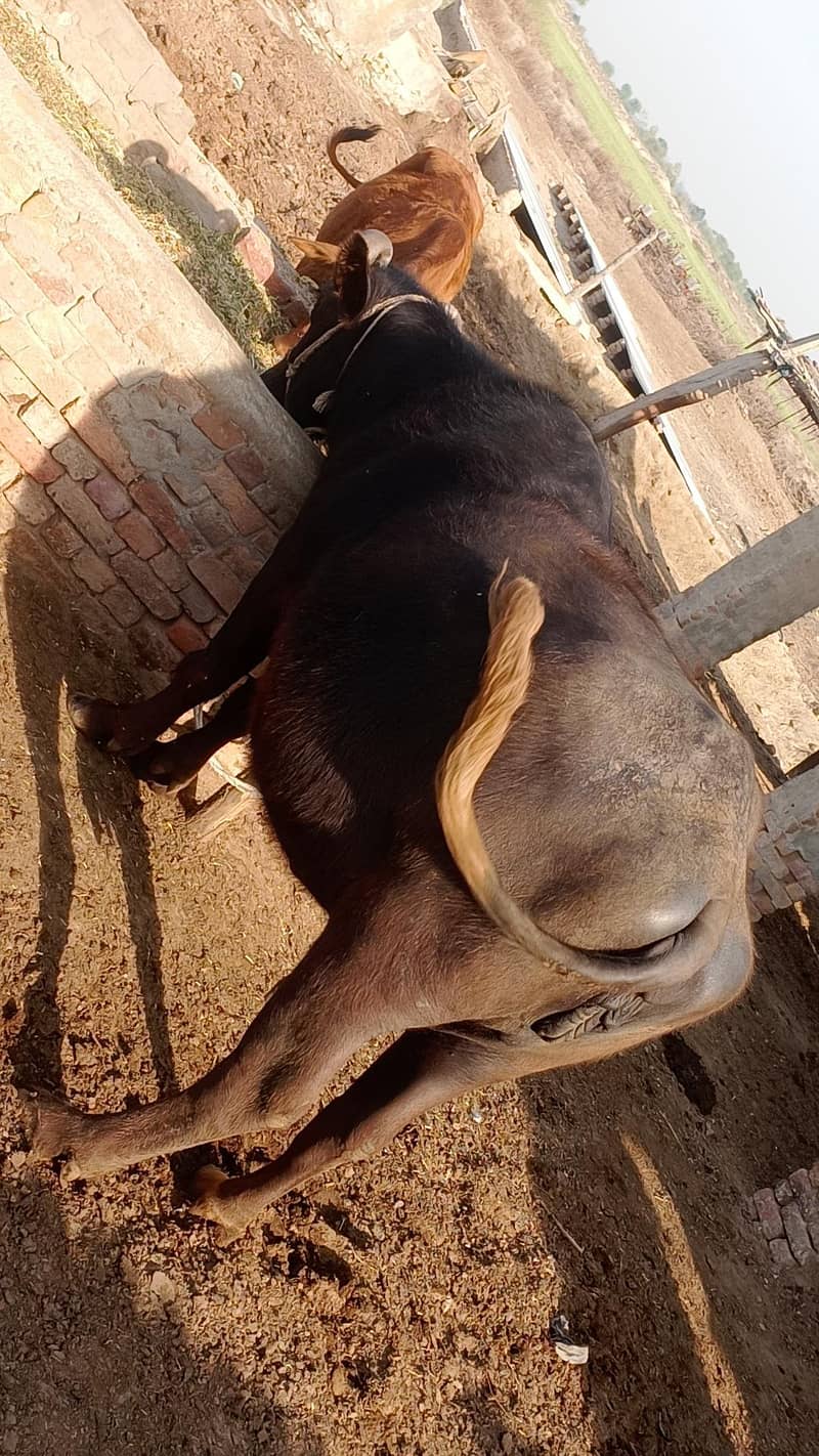 ۹ماھ ۱۰ دن گھبن 1