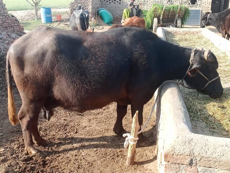 ۹ماھ ۱۰ دن گھبن 2