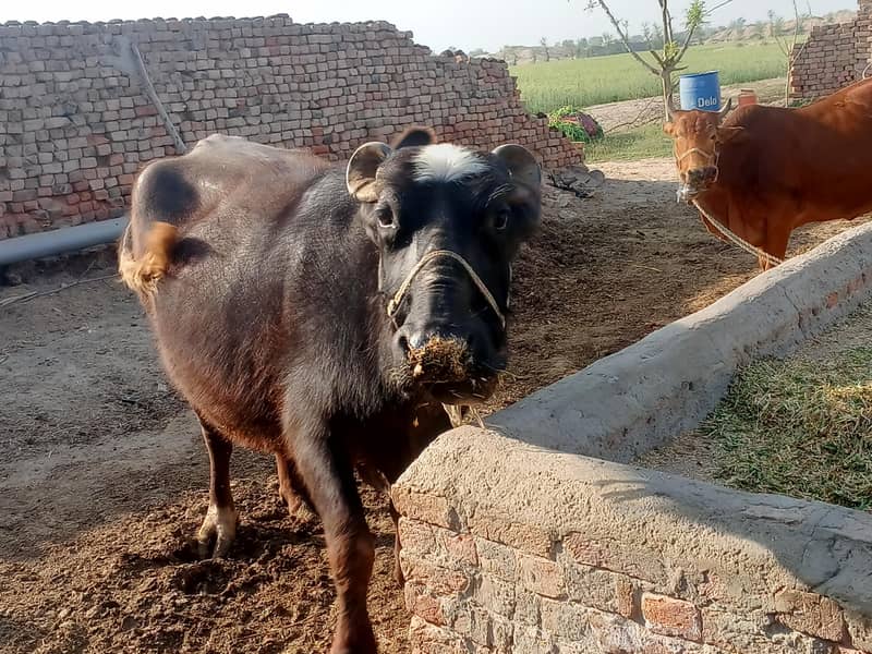 ۹ماھ ۱۰ دن گھبن 3