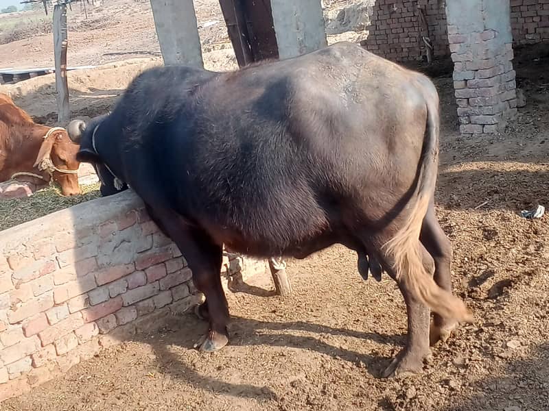 ۹ماھ ۱۰ دن گھبن 4