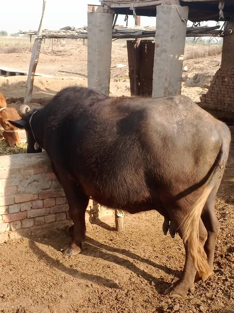 ۹ماھ ۱۰ دن گھبن 5