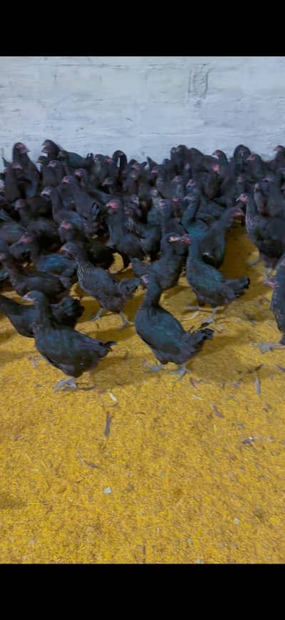 lohmann lohman brown Black Fresh ready for laying eggs hens murgi