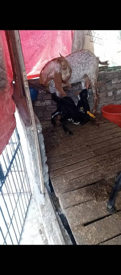 desi makai chini bakri sath baccha female  03213597541