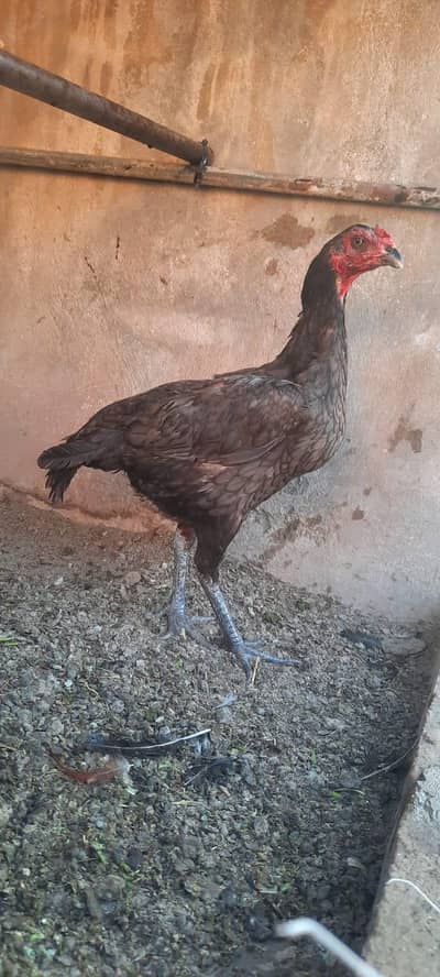 Aseel mianwali lakha mazbot gand jor ma  Quality ma