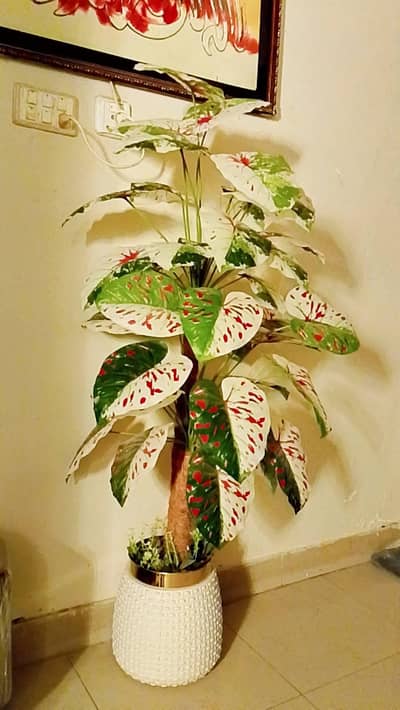 Big planter with pot