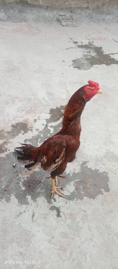 Best pela Aseel murga urgent for sale