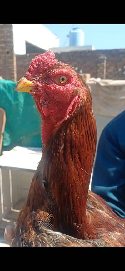 pila morga  full healthy and active ready to breed and fg.