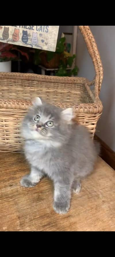 pure Persian kitten vaccinated healthy active hai