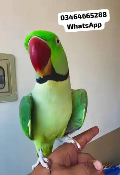 Kashmiri raw parrot full active Hand time  for sale