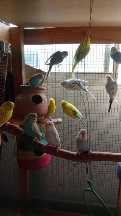 parrot sale