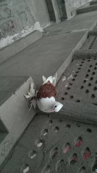 Red saddle frilback single chick forsale