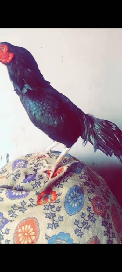 aseel mushka 2 bar win 03035427948