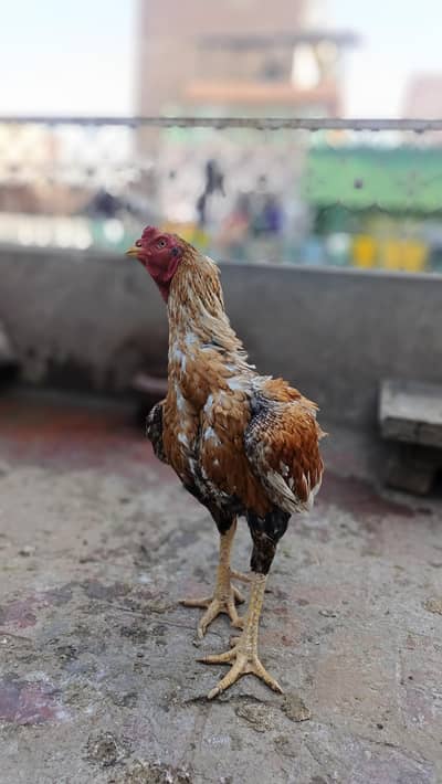 Aseel peela big size hight healthy actiive murgha