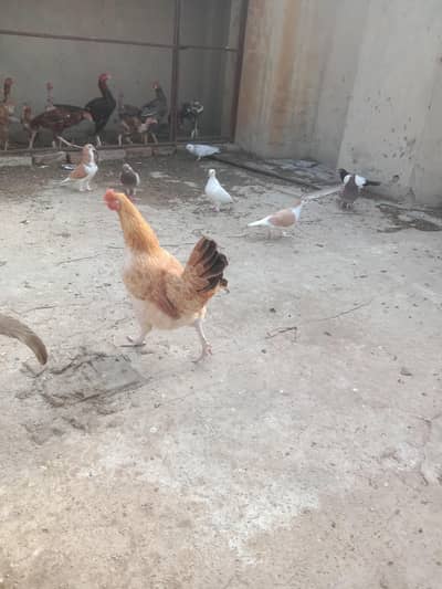 High quality desi murgi ya video available