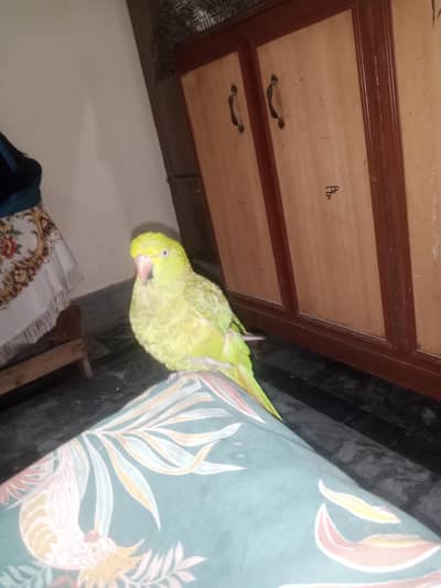 Female Breader Parrot