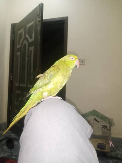Female Breader Parrot