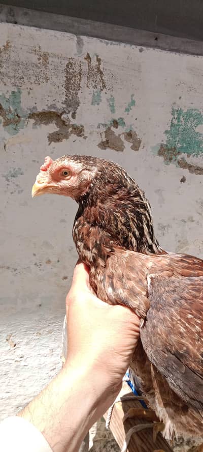 aseel madi for sale achy nar k 7 checks Hain pamoz b Hain