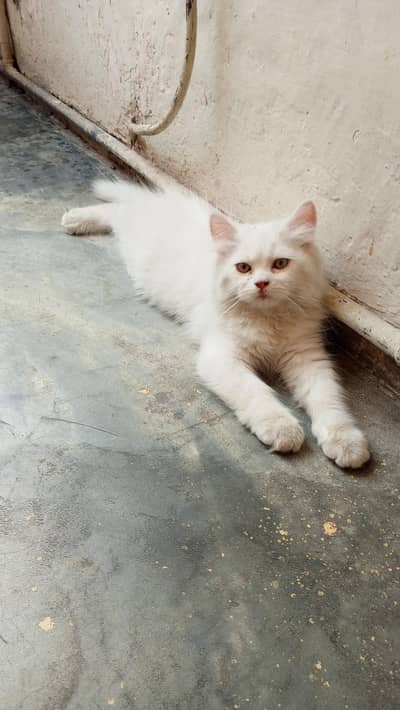 Persian cat for sale WhatsApp number 03416852769