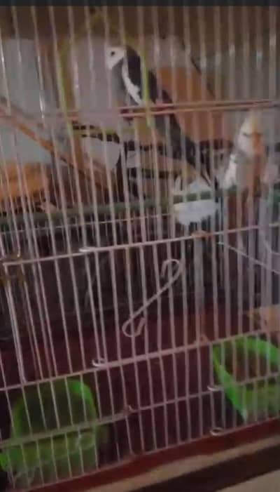 cocktail for sale 03710511132