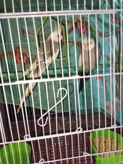 cocktail for sale 03710511132