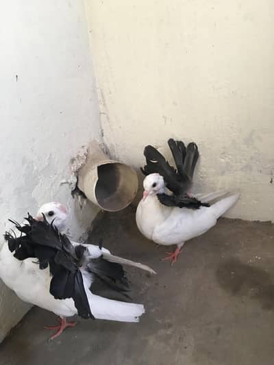 Black tail 2 chicks pair  price each pair