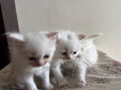 Need home for my Cats