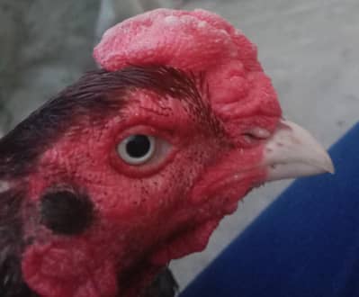 Aseel Mianwali murga  for sale