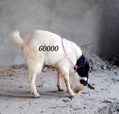 Healthy and Active Tedda Bakra