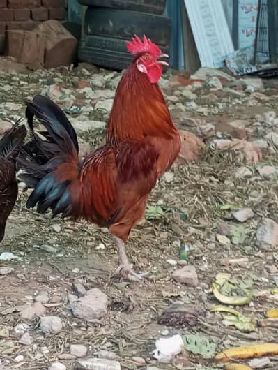 Ghar ka pala desi murga