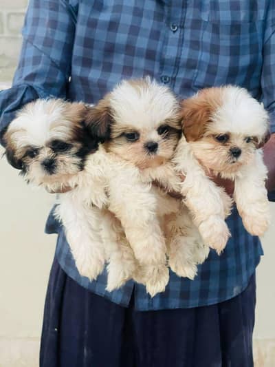 Top Quality Shihtzu male Female Puppies for new home 50000 each