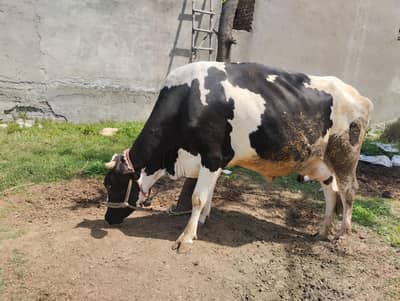 Friesian First Timer Cow