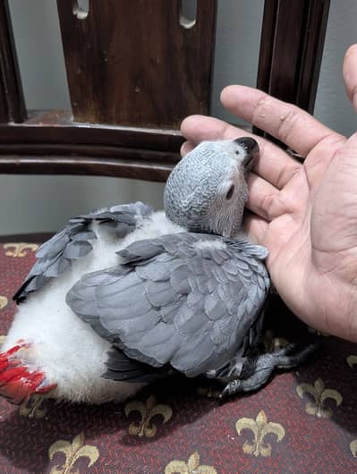 African grey baby