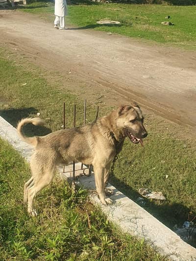 Breed: German Shepherd Mix (healthy and active guard dog)