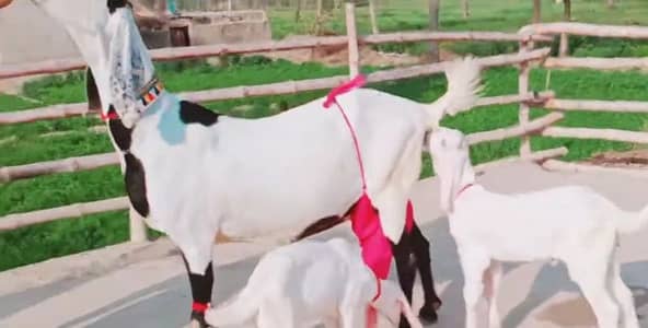 2 Bacchon ka sath Desi Bakri For Sale, 03228068308