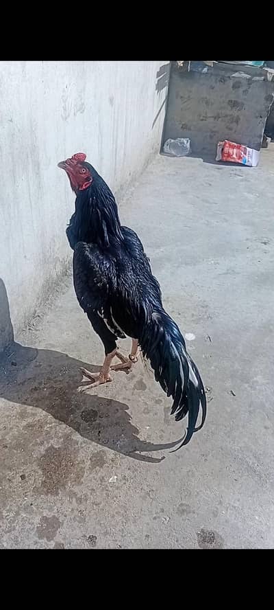 Aseel lasani mushka patha for sale