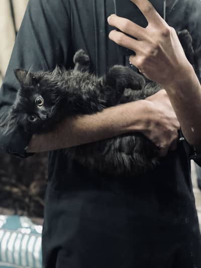 Jet black persian kitten male