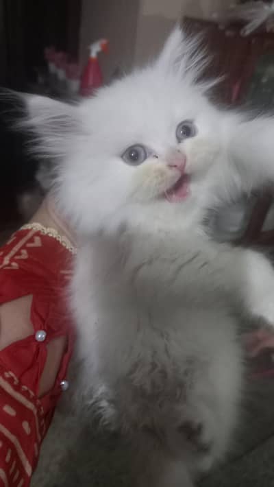 White persion kitten