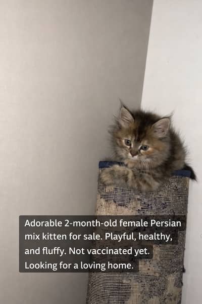 Cute Kittens for Sale