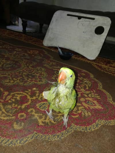 Raw Alexander Kashmiri