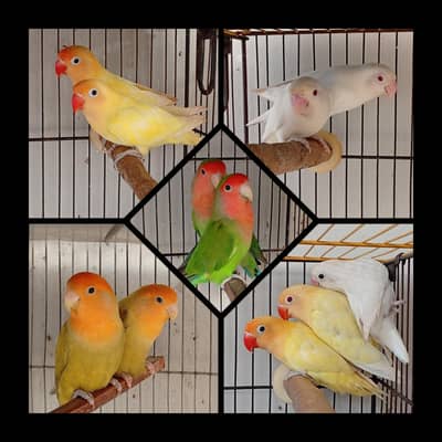 Lovebird breeder pair pathe chick Creamino Decino Green Opaline Albino