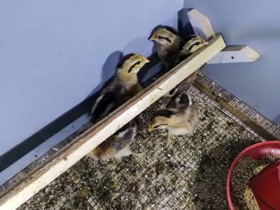 phoenix chicks available