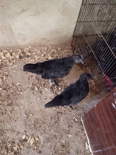 Ayam cemani