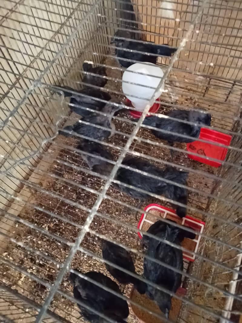 fancy hen top bread 2