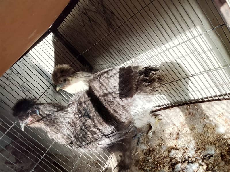 fancy hen top bread 3