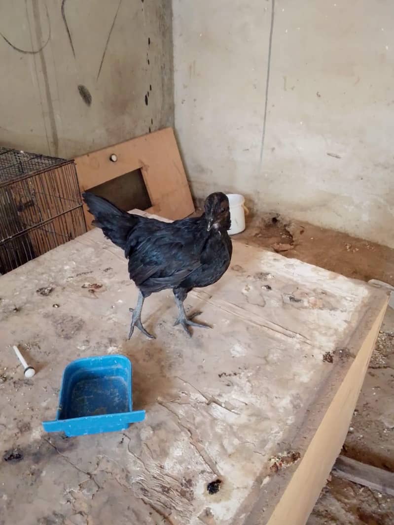 fancy hen top bread 4