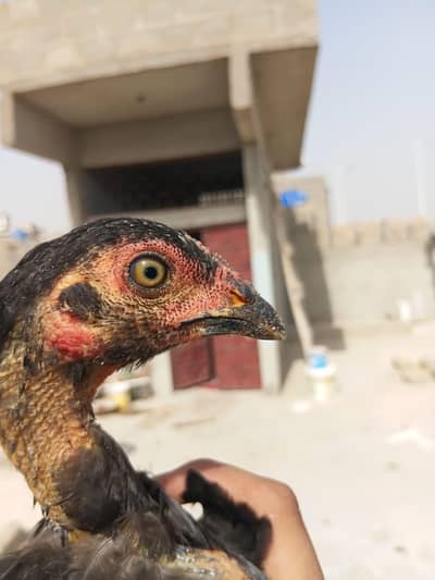 Aseel lasani mushki for sale or jawa murga bi e chonh Tori Toti e